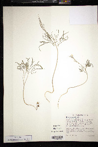 Cardamine dissecta image