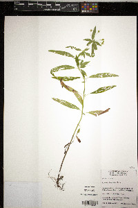 Lysimachia hybrida image