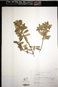 Daphne caucasica image