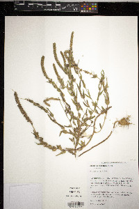 Ambrosia bidentata image