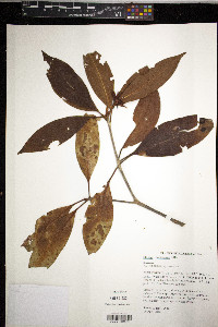 Illicium floridanum image