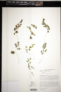 Adiantum capillus-veneris image