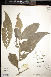 Rinorea lanceolata image