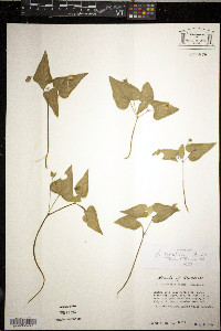 Viola hastata image