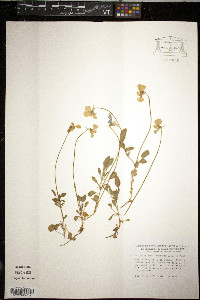 Viola munbyana image