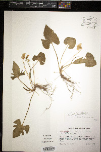 Viola palmata image