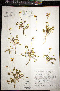 Viola pedunculata image