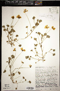 Viola pedunculata image