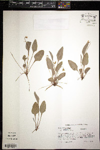 Viola primulifolia var. villosa image