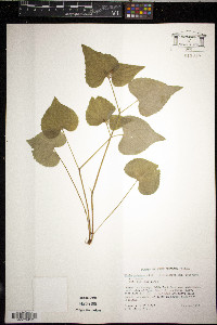 Viola pubescens var. pubescens image