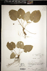 Viola rotundifolia image