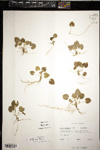 Viola selkirkii image