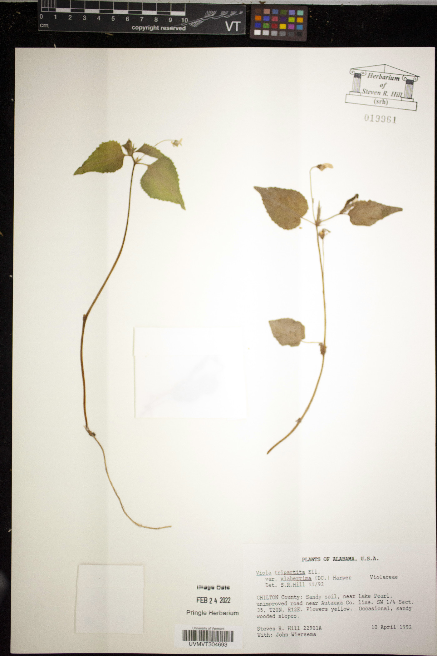 Viola tripartita var. glaberrima image