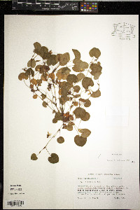 Viola walteri image