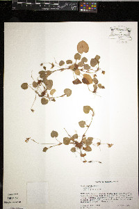 Viola walteri image