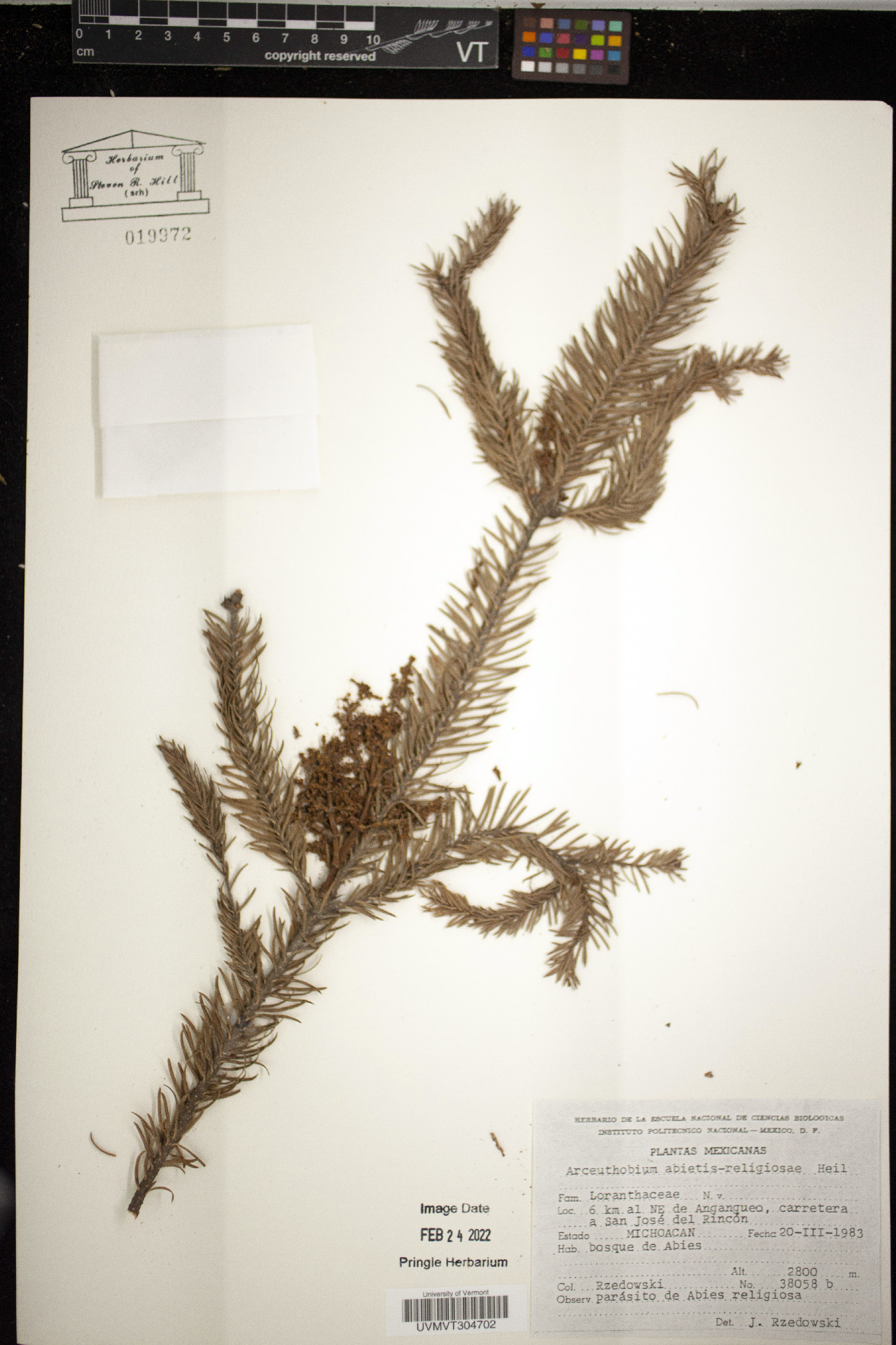 Arceuthobium abietis-religiosae image