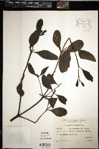 Image of Phoradendron bathyoryctum