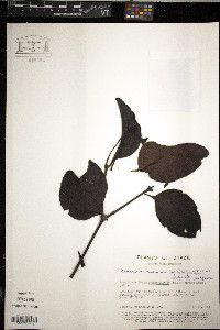 Image of Phoradendron racemosum