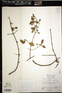 Phoradendron leucarpum subsp. tomentosum image