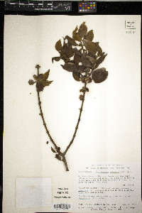 Phoradendron velutinum image