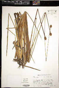 Xyris fimbriata image