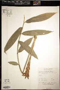 Image of Zingiber cylindricum