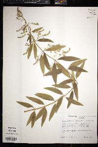 Aloysia triphylla image
