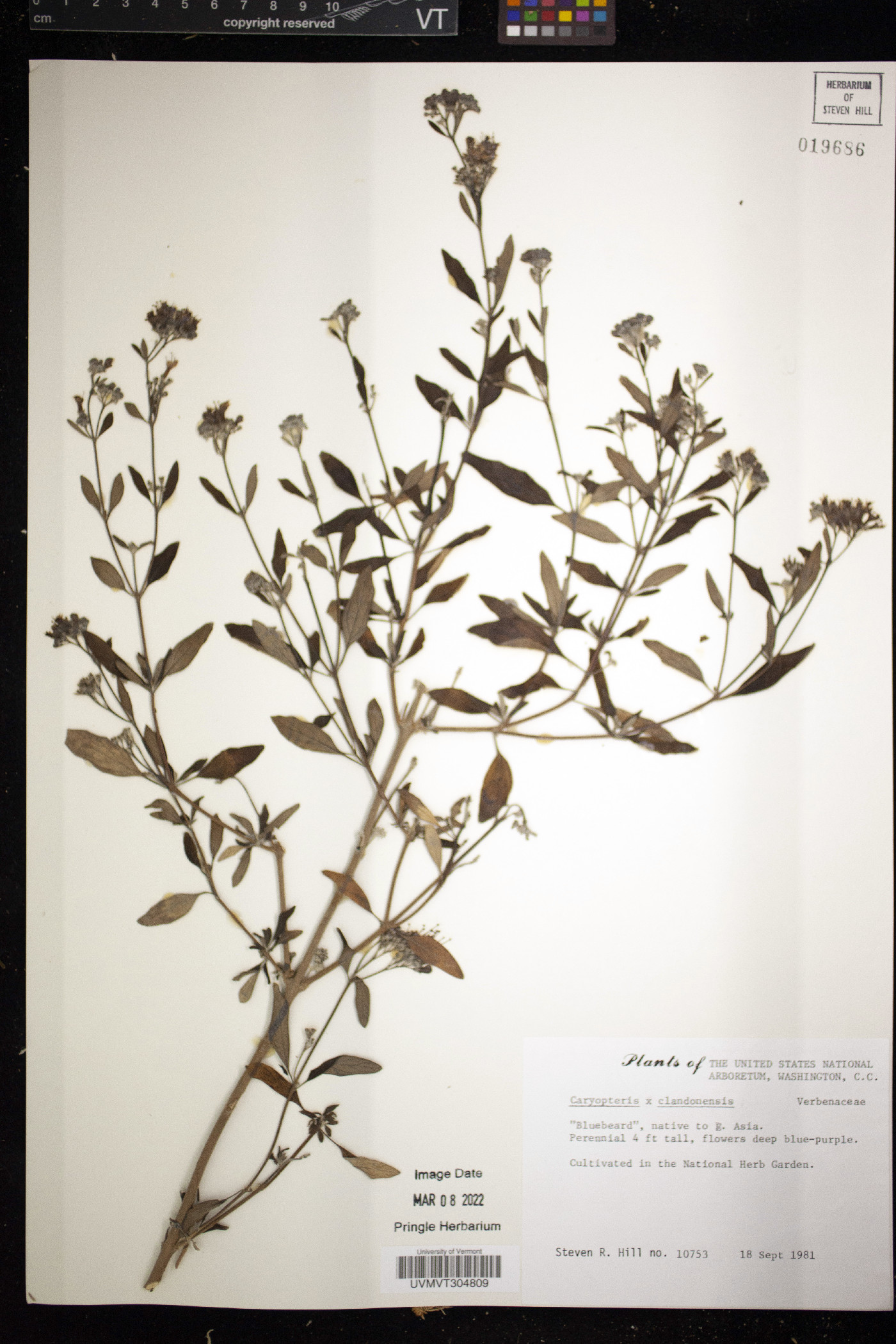 Caryopteris x clandonensis image