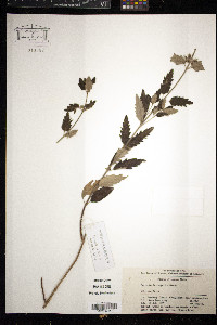 Image of Caryopteris tangutica