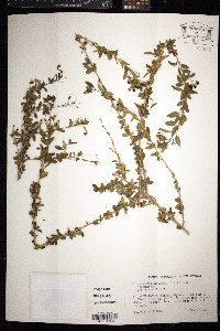 Clerodendrum aculeatum image
