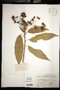 Image of Clerodendrum cyrtophyllum