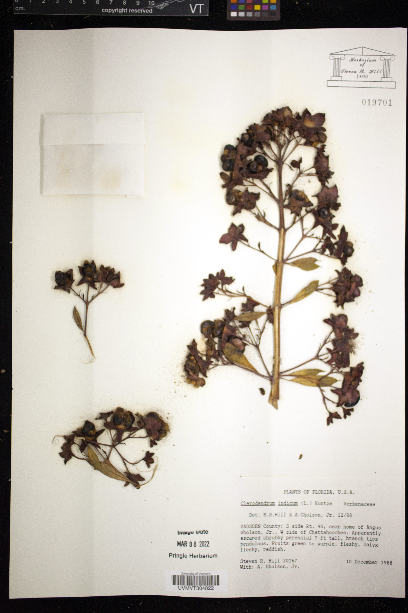 Clerodendrum indicum image