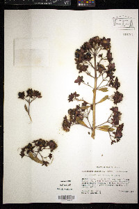 Clerodendrum indicum image