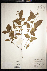 Image of Premna microphylla