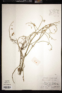 Schnabelia oligophylla image