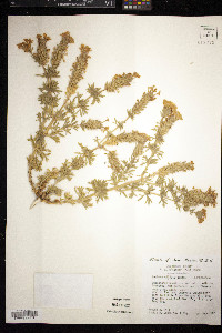 Glandularia bipinnatifida var. bipinnatifida image