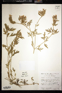 Glandularia bipinnatifida var. bipinnatifida image