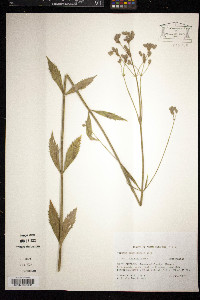 Verbena brasiliensis image