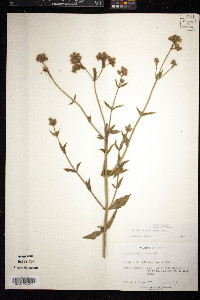 Verbena brasiliensis image