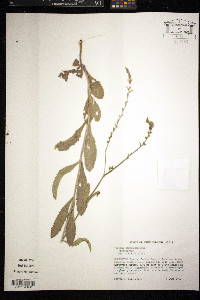 Verbena carnea image