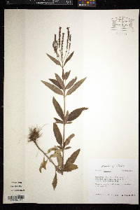 Verbena hastata image