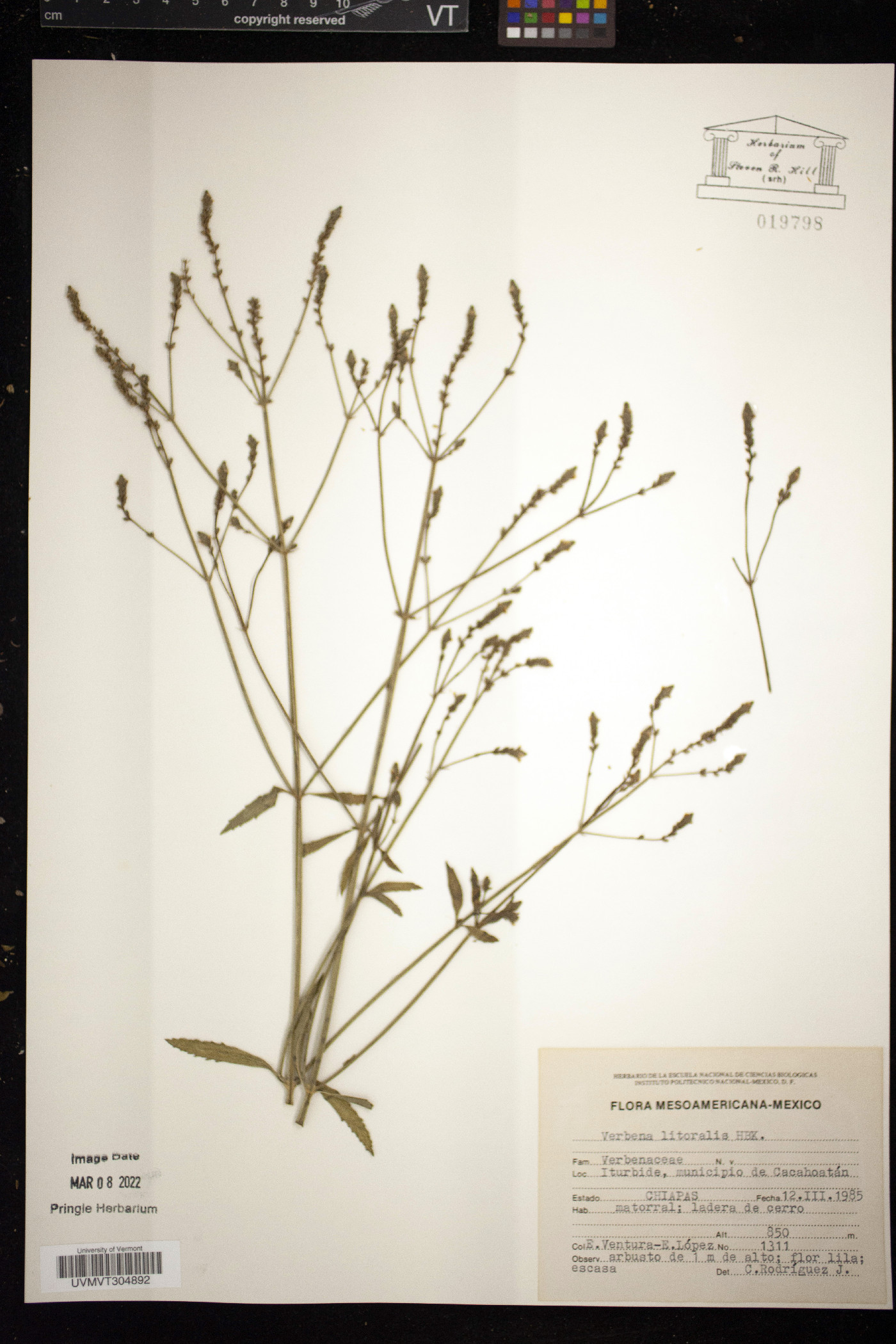 Verbena littoralis image