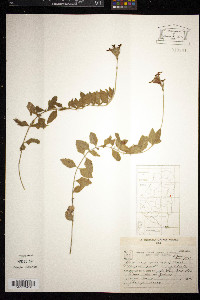 Verbena peruviana image