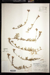 Glandularia pulchella image