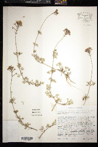 Glandularia pulchella image