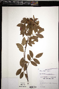 Rosa palustris image