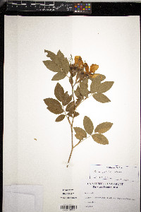 Rosa palustris image