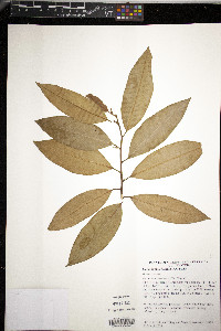 Galbulimima belgraveana image