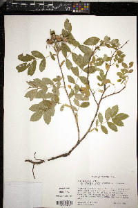 Rosa arkansana var. suffulta image