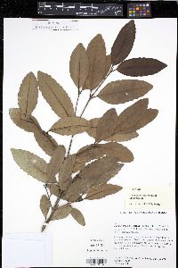 Doryphora sassafras image